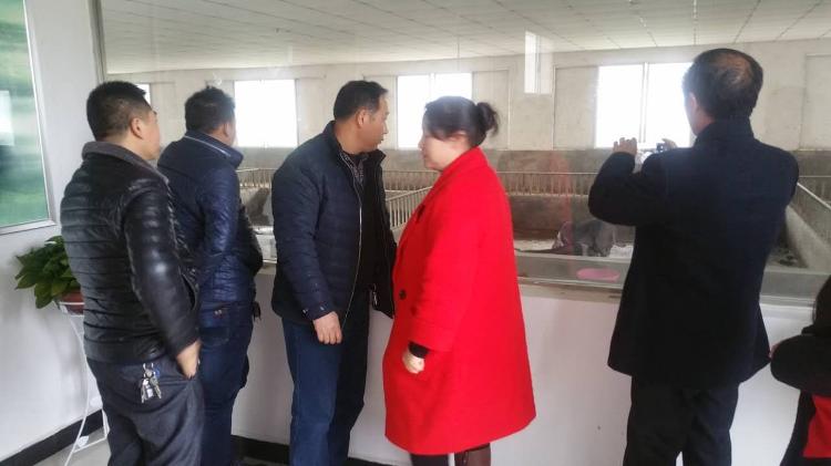 城步考察宁乡花猪  将引进母猪30头养殖(图1)