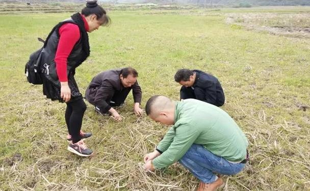 县农业局农技员深入田间地头调查春耕病虫防治(图1)