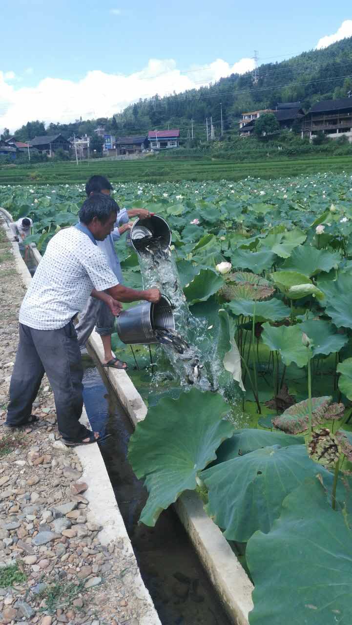 城步畜牧局发展稻田和荷花养鱼  给力精准扶贫(图1)