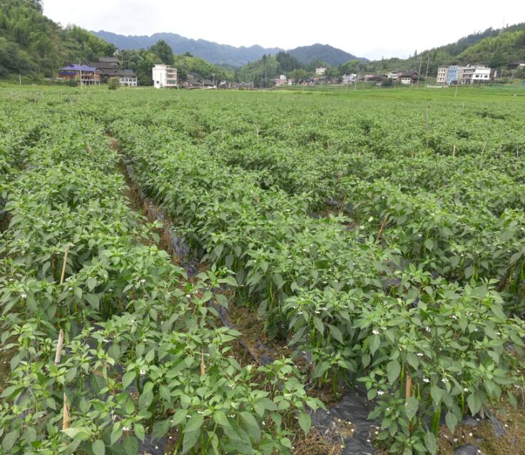 城步畜牧局开展主题党日活动  宣传推介美丽蓬瀛(图1)