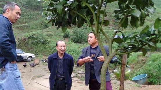 政协主席黄进录深入西岩镇调研特色农业(图2)