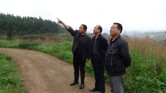 政协主席黄进录深入西岩镇调研特色农业(图1)