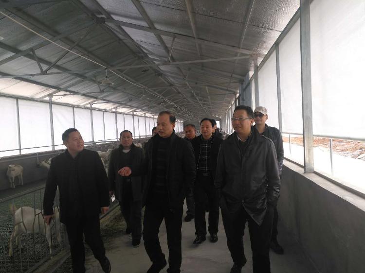 县政协主席黄进录调研羴牧太坪牧场(图1)