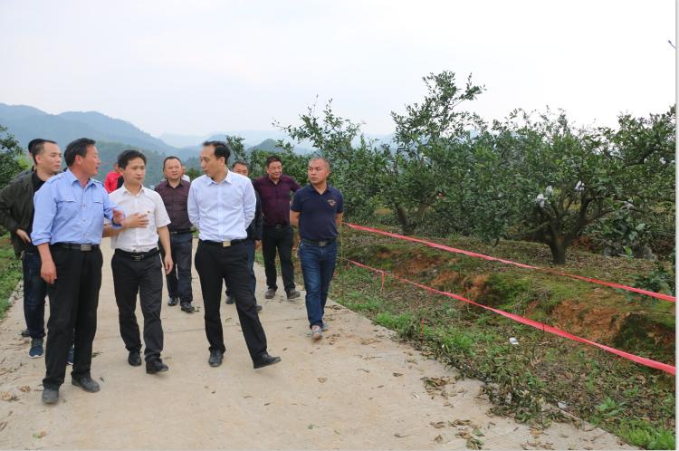 杨博理调研指导茅坪镇、土桥农场脱贫攻坚工作(图1)