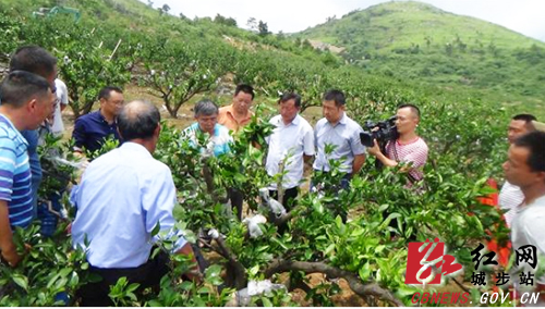省农科院专家服务团指导城步脱贫产业(图1)