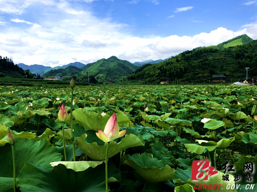 蓬瀛：盛开在湘桂边界的文明花(图2)