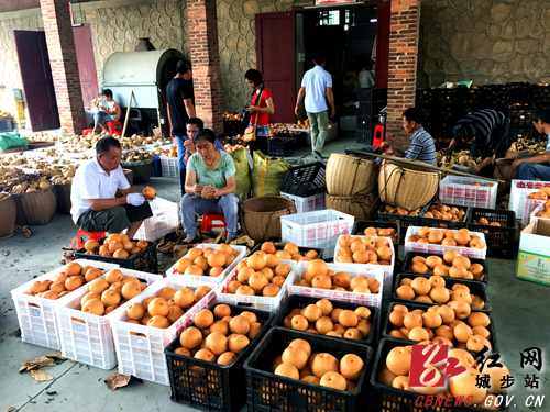 城步白岩山：苗香梨园话丰收(图4)