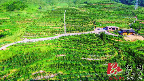 城步白岩山：苗香梨园话丰收(图1)