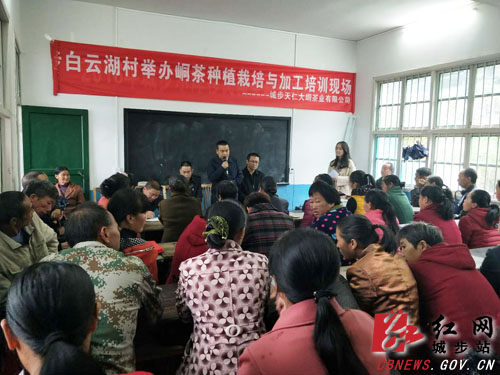 省农业科学院专家为城步茶叶种植户传经宝(图1)