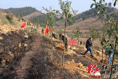 城步干群积极造林造景添新彩(图3)