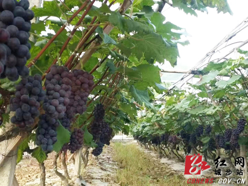 城步举办首届葡萄电商旅游文化节(图3)
