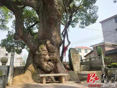湖南南山国家公园管理局携手城步人民政府保护古树名木(图1)