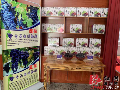 城步举办首届葡萄电商旅游文化节(图2)