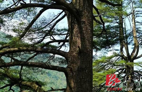 湖南南山国家公园管理局携手城步人民政府保护古树名木(图3)