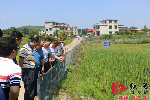杨博理调研西岩和金紫脱贫攻坚工作(图2)