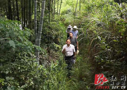 罗小林调研茅坪镇高坪村脱贫攻坚工作(图1)