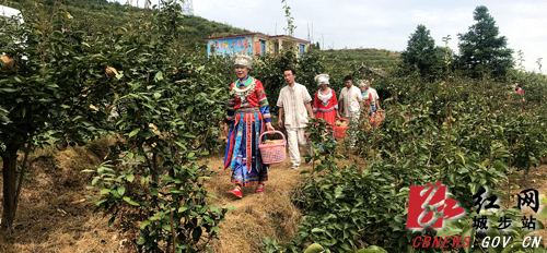 城步白岩山：梨园里掏“黄金”(图2)