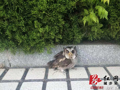 城步林业局成功救助一只国家二级保护动物(图1)