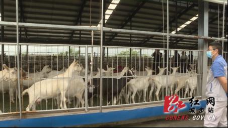 城步“南牛北羊”双引擎发力破疫情期发展瓶颈(图2)