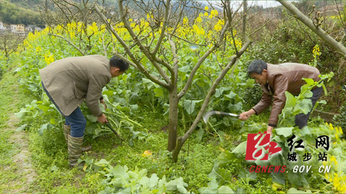 城步：春来施肥正当时 铺就苗香梨产业丰收路(图1)