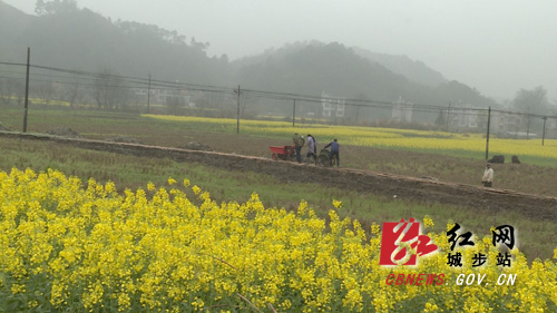 城步：人勤春早 2.1万亩高标准农田建设完成任务近半(图2)