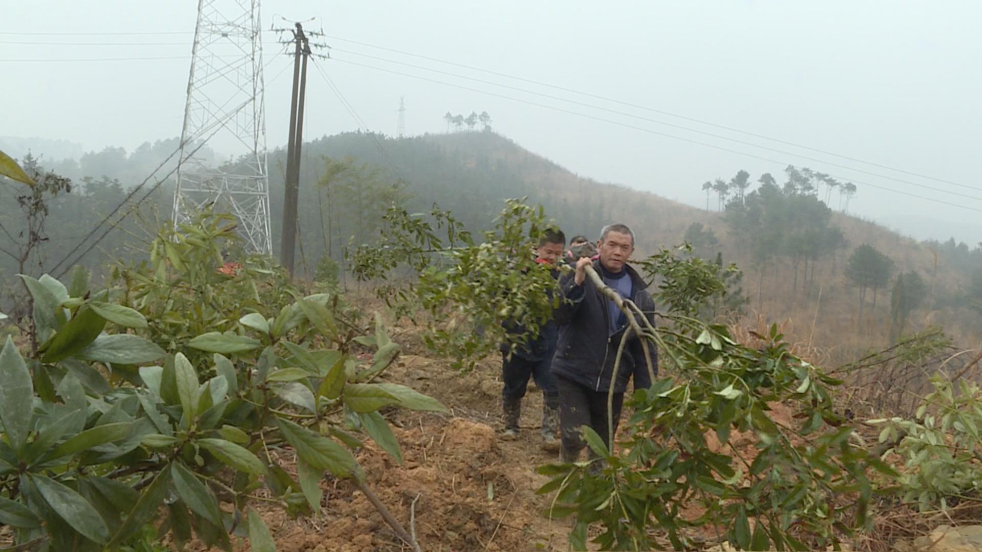 植树节：城步大力谱写“增绿”“添景”“提质”文章(图2)