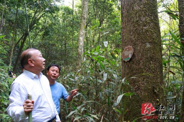 罗建南深入湖南南山国家公园核心保护区调研植物多样性工作(图1)