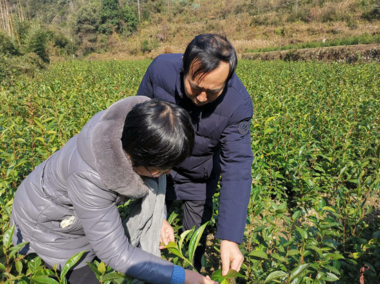 湖南农业大学专家组调研城步峒茶(图1)