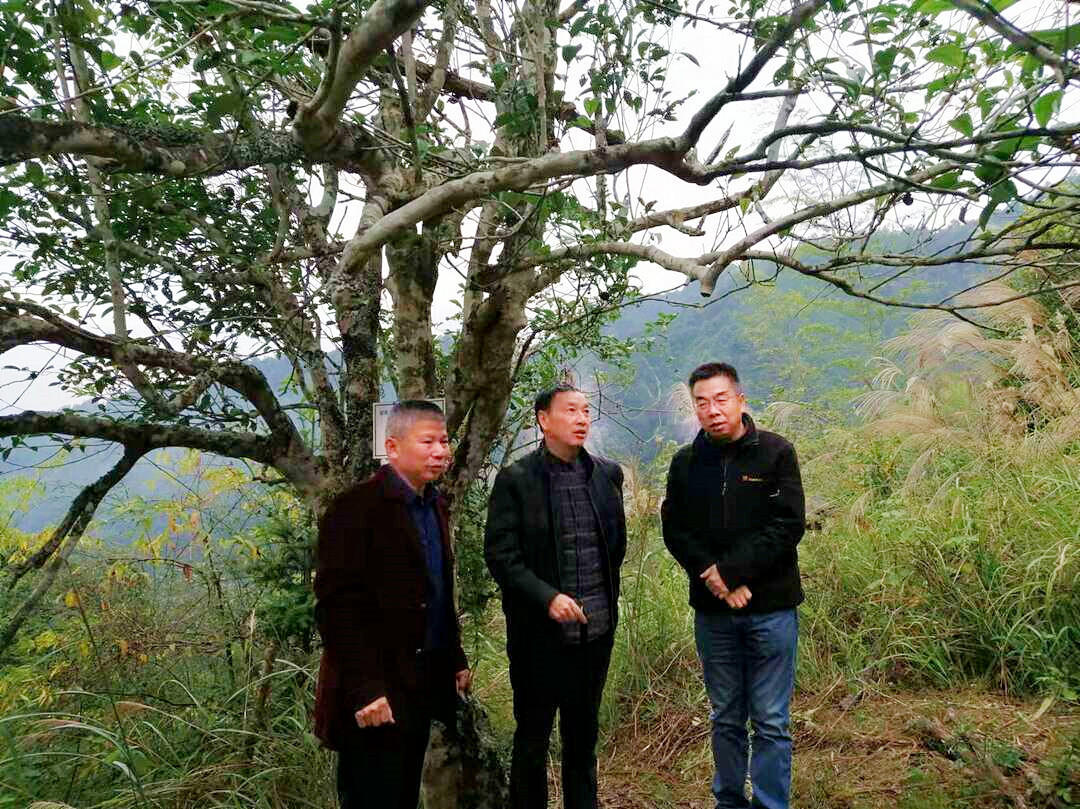 省农科院专家组调研城步农作物种质资源保护和发展(图1)